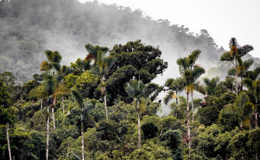 Dia da Amazônia